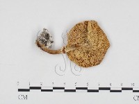 登錄號:F0012684藏品圖，第1張