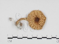 登錄號:F0012684藏品圖，第3張