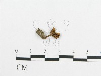 登錄號:F0012685藏品圖，第1張