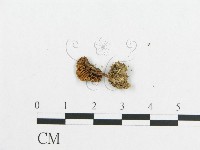 登錄號:F0012685藏品圖，第4張