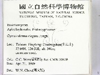 優雅波邊革菌藏品圖，第2張