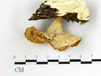 優雅波邊革菌藏品圖，第3張