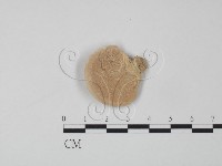 登錄號:F0012687藏品圖，第1張