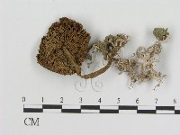 登錄號:F0012688藏品圖，第1張