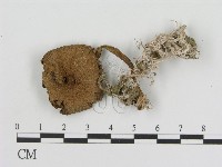 登錄號:F0012688藏品圖，第3張