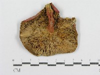 紅菇屬藏品圖，第3張