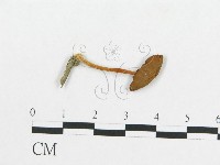 登錄號:F0012692藏品圖，第1張