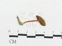 登錄號:F0012692藏品圖，第3張