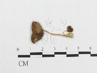 登錄號:F0012694藏品圖，第1張