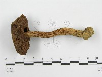 登錄號:F0012695藏品圖，第1張