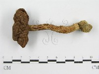 登錄號:F0012695藏品圖，第3張