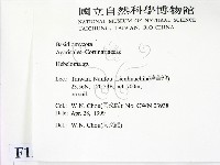 登錄號:F0012696藏品圖，第2張