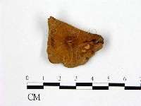 登錄號:F0012696藏品圖，第1張