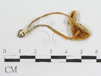 登錄號:F0012697藏品圖，第1張