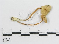登錄號:F0012697藏品圖，第3張