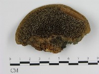 登錄號:F0012703藏品圖，第1張