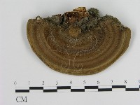 登錄號:F0012703藏品圖，第3張