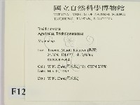 小菇屬藏品圖，第2張