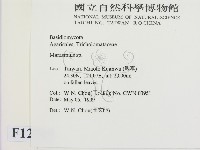 小皮傘屬藏品圖，第2張