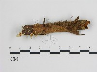 登錄號:F0012710藏品圖，第1張