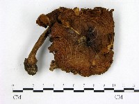 登錄號:F0012712藏品圖，第1張