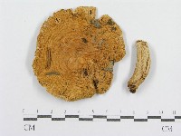 紅菇屬藏品圖，第1張