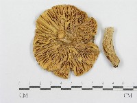 紅菇屬藏品圖，第3張