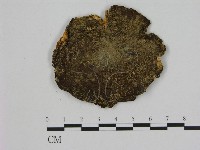 登錄號:F0012714藏品圖，第1張