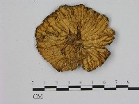 登錄號:F0012714藏品圖，第3張