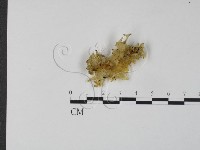 登錄號:F0012715藏品圖，第1張