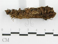 鬼傘屬藏品圖，第4張