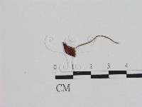 登錄號:F0012718藏品圖，第1張