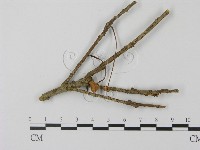 登錄號:F0012719藏品圖，第1張