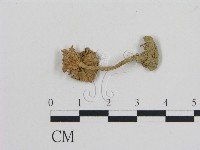 登錄號:F0012720藏品圖，第1張