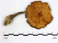 登錄號:F0012721藏品圖，第1張