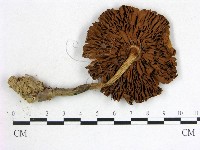 登錄號:F0012721藏品圖，第3張
