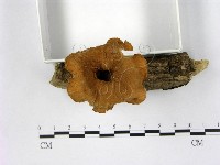 登錄號:F0012722藏品圖，第3張