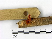 登錄號:F0012724藏品圖，第4張
