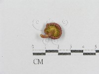 紅菇屬藏品圖，第1張