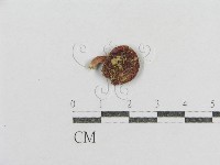 紅菇屬藏品圖，第3張