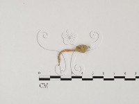 登錄號:F0012726藏品圖，第3張