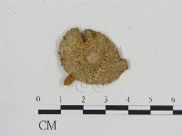 小菇屬藏品圖，第3張