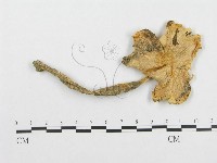 登錄號:F0012734藏品圖，第1張