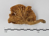 登錄號:F0012736藏品圖，第1張