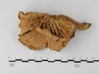 登錄號:F0012736藏品圖，第3張