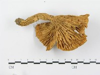 登錄號:F0012736藏品圖，第4張