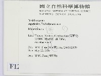 小皮傘屬藏品圖，第2張