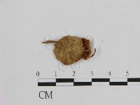 小皮傘屬藏品圖，第3張