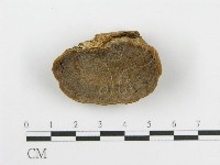 登錄號:F0012739藏品圖，第1張