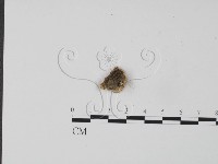 韌革菌屬藏品圖，第3張